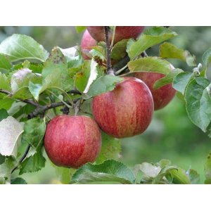 Jabloň domáca (Malus domestica) ´JONAGOLD´ - zimná, výška 120-150 cm, voľnokorenná